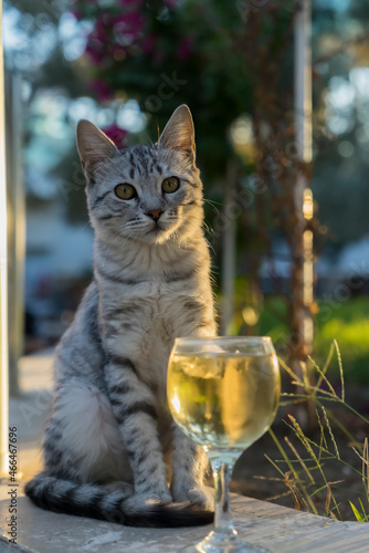 A very cute young cat is sitting on the street near a glass glass with white wine.