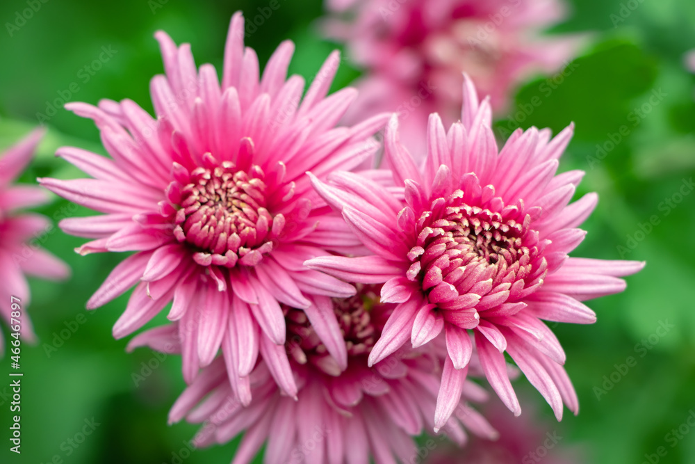 Bunch of pink chrysanthemum flowers and white tips on their petals. Chrysanthemum pattern in flowers park. Cluster of pink purple chrysanthemum flowers. Bunch of pink chrysanthemum flowers and white tips on their petals. Chrysanthemum pattern in flowers park. Cluster of pink purple chrysanthemum flowers.