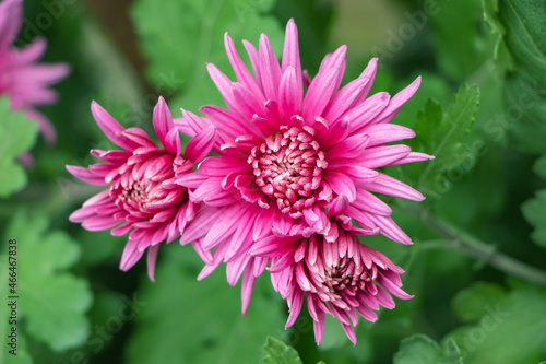 Bunch of pink chrysanthemum flowers and white tips on their petals. Chrysanthemum pattern in flowers park. Cluster of pink purple chrysanthemum flowers.