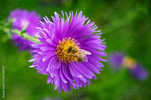 Beautiful violet chrysanthemum with bee. Chrysanthemum september. Chrysanthemum wallpaper  chrysanthemums in autumn