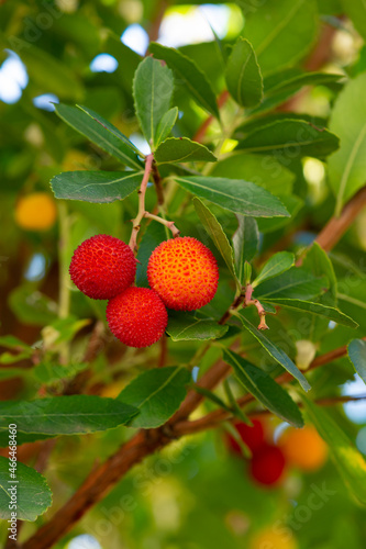 Arbouses dans leur arbre en automne. Les arbouses sont de petits fruits rouges comestibles ressemblant à des fraises poussant sur l'arbousier (Arbutus Unedo) parfois également appelé arbre à fraises photo