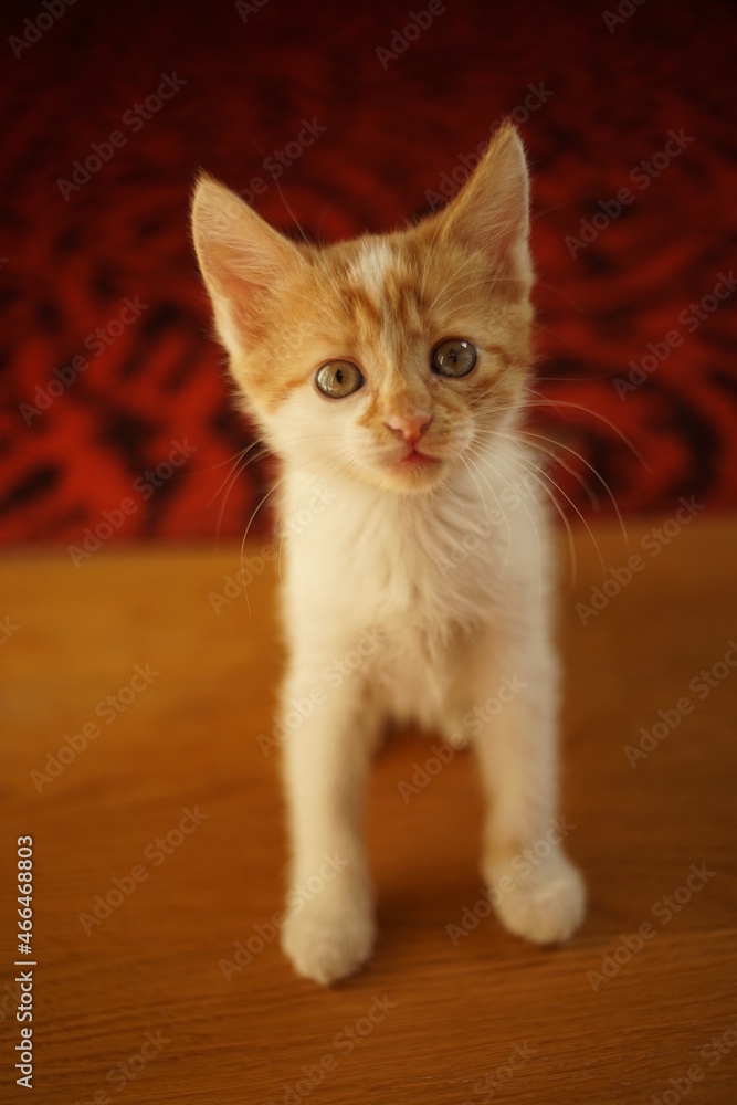 Ginger with white fur spotted kitten sits on wooden floor