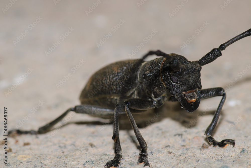 Morimus asper black insect macro photo Morimus asper black insect macro photo
