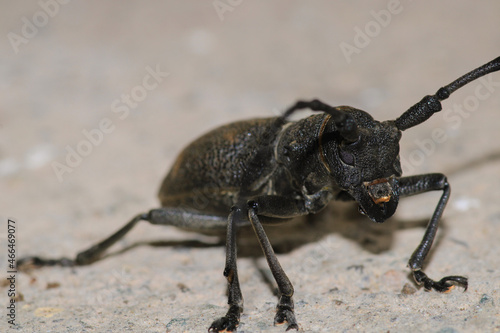 Morimus asper black insect macro photo