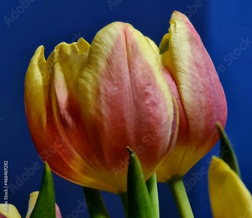 red and yellow tulip