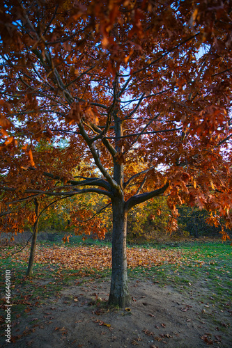 Ein Baum an einem Herbsttag mit prächtigen bunt orange leuchtenden Blättern
