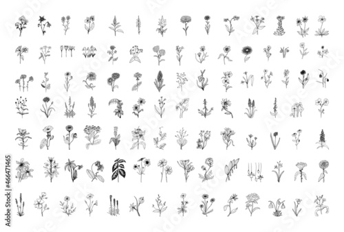 Collection of monochrome illustrations of flowers in sketch style. Hand drawings in art ink style. Black and white graphics.