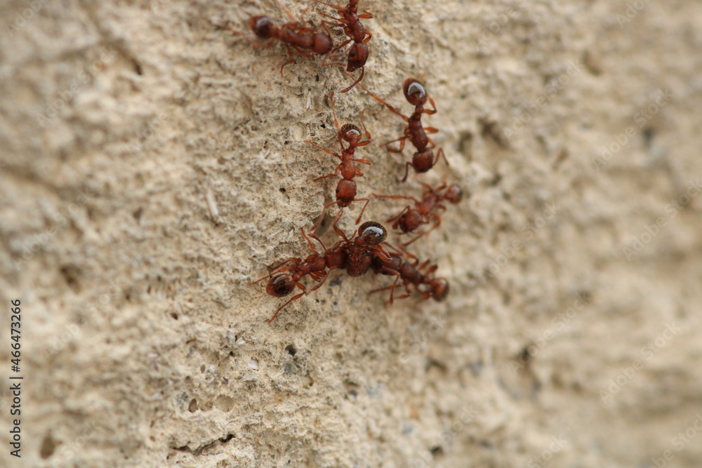 crematogaster scutellaris ant macro photo crematogaster scutellaris ant macro photo