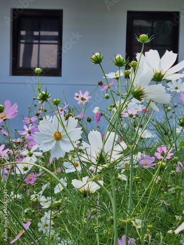 flowers in the garden