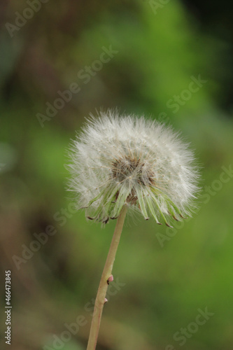 Fototapeta Naklejka Na Ścianę i Meble -  dandelion seeds are thrown in the wind