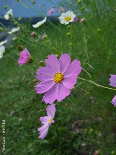 pink flowers in the garden