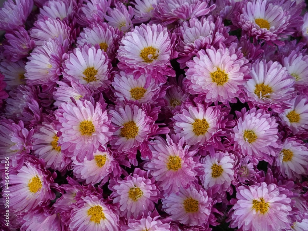 chrysanthemum flowers chrysanthemum flowers