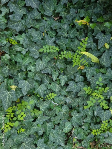 English ivy