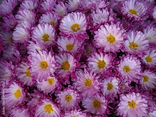 chrysanthemum flowers © Sidonia