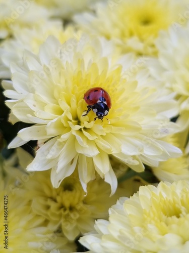 ladybug on flower