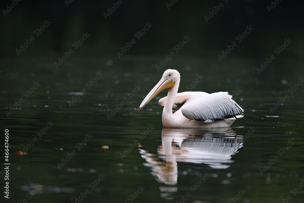 Beautiful pelican bird on the dark lake. Giant bird on the water. European wildlife. Beautiful pelican bird on the dark lake. Giant bird on the water. European wildlife.