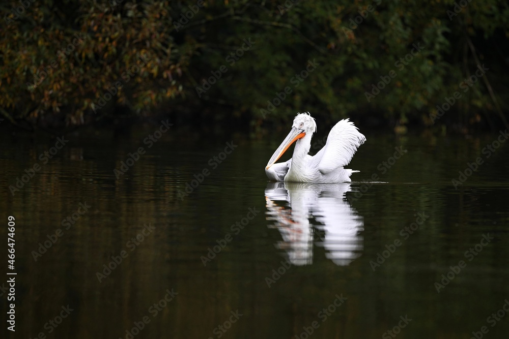 Beautiful pelican bird on the dark lake. Giant bird on the water. European wildlife. Beautiful pelican bird on the dark lake. Giant bird on the water. European wildlife.