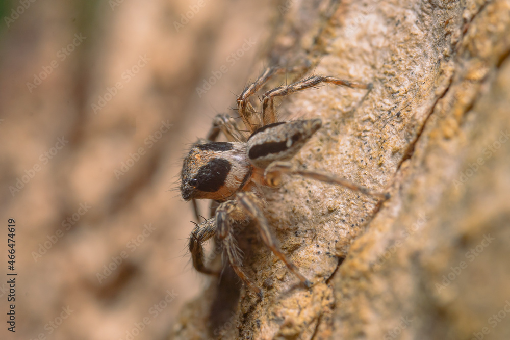 macro photo of spider in the garden
the spider is waiting for its prey
usually eat small insects, flies, mosquitoes and even grasshoppers