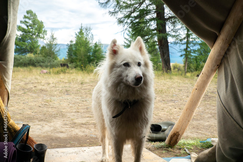 Yakut Laika in a yurt