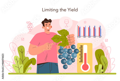 Wine production. Grape selection and cultivation. Grape pruning,