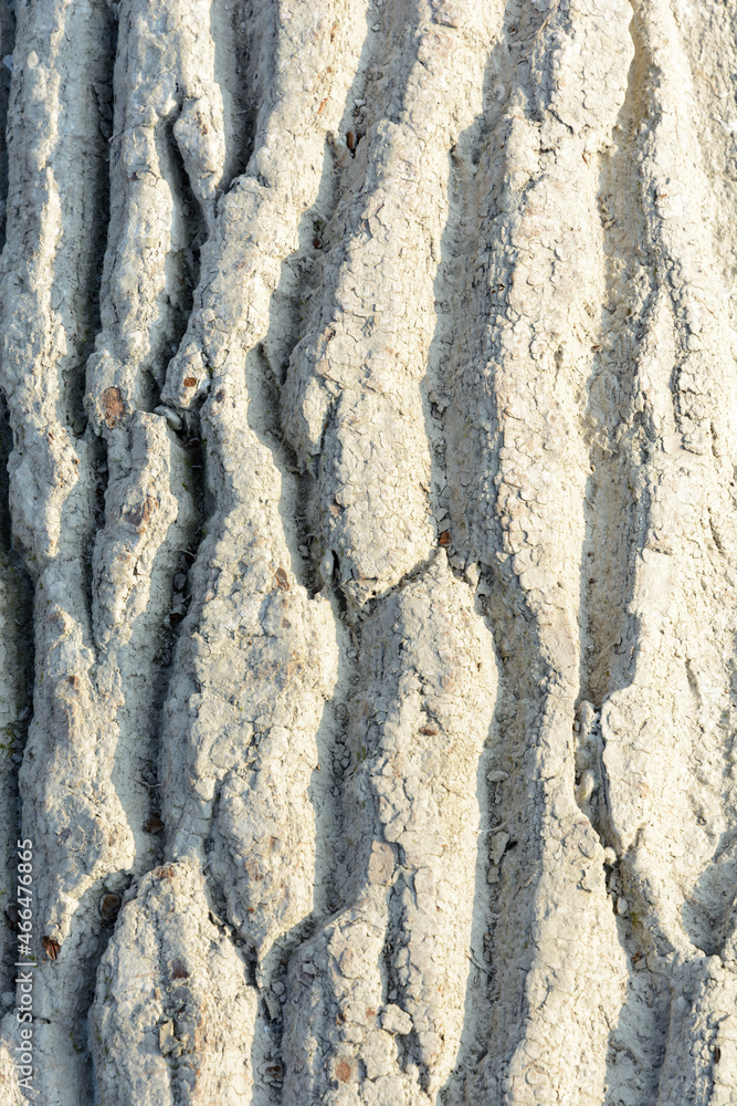 Fototapeta premium close up of white bark of a tree