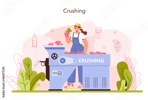 Wine production. Grape selection and processing. Grape berries