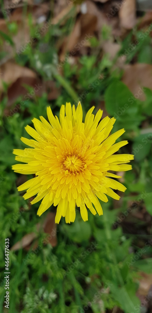 Blume Blume