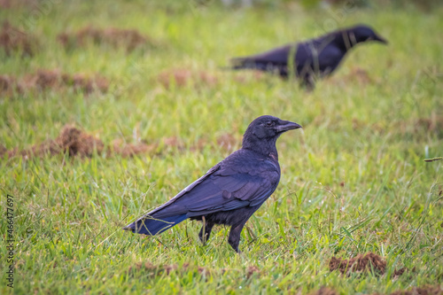 Fish crows (Corvus ossifragus) check the lawn for insects. Raleigh, North Carolina. photo