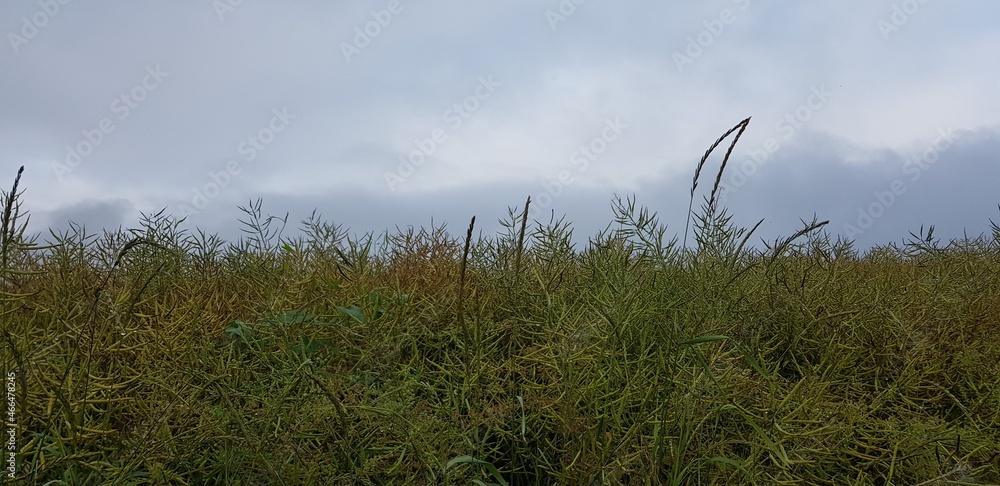 Fototapeta premium Feld