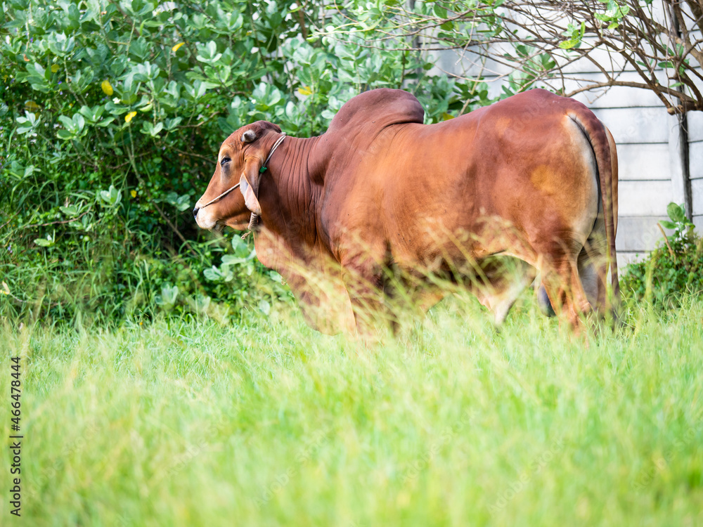Portrait of healthy cow on green field Portrait of healthy cow on green field