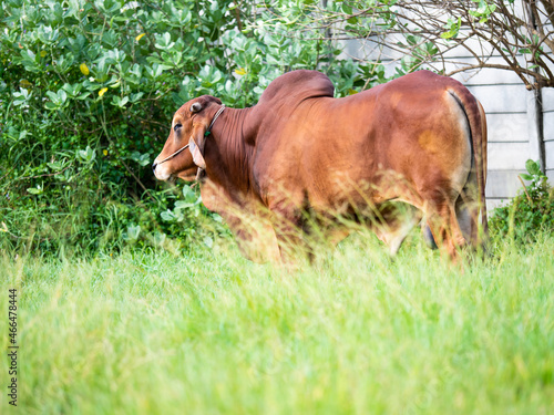 Portrait of healthy cow on green field