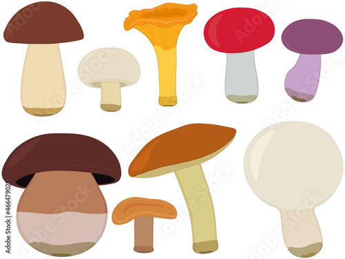 Edible forest mushroom types collection vector illustration