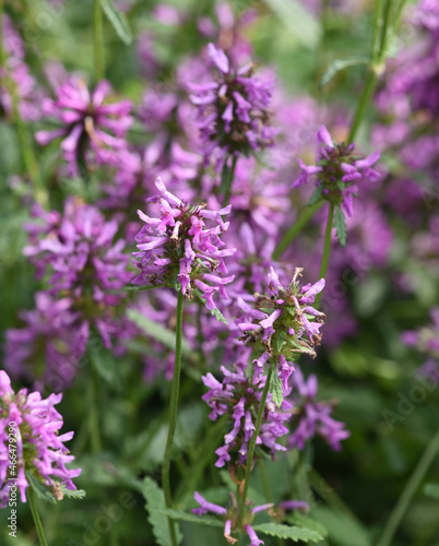 Stachys officinalis