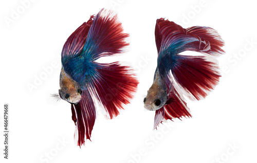 Portrait of beautiful alive betta fish on clear water