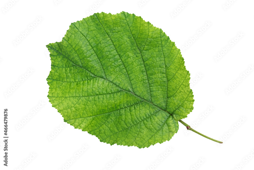Green leaf of hazelnut tree isolated on white background Green leaf of hazelnut tree isolated on white background