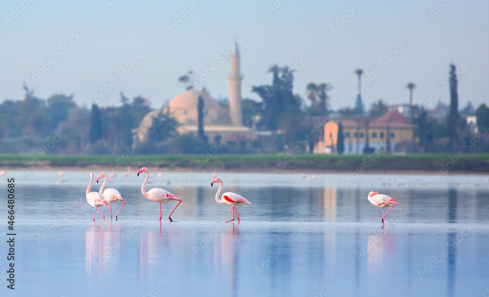 A flock of birds Pink flamingos walk along the blue salt lake of Cyprus in the city of Larnaca. Romance concept, tender love background. Beautiful nature, the world of wild animals.