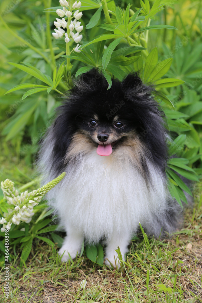 Dog Pomeranian dog sits in nature.
