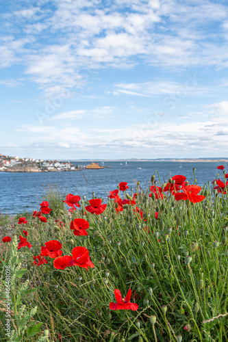 The poppy flowers on the background of the sea