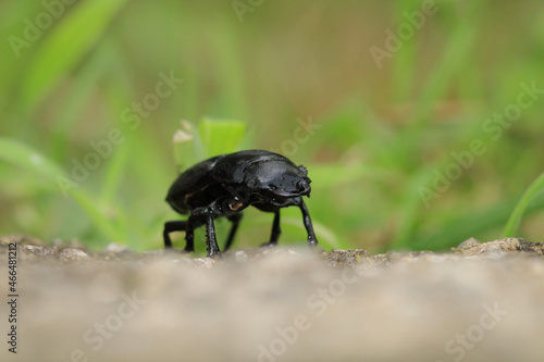 natural stag beetle insect macro photo