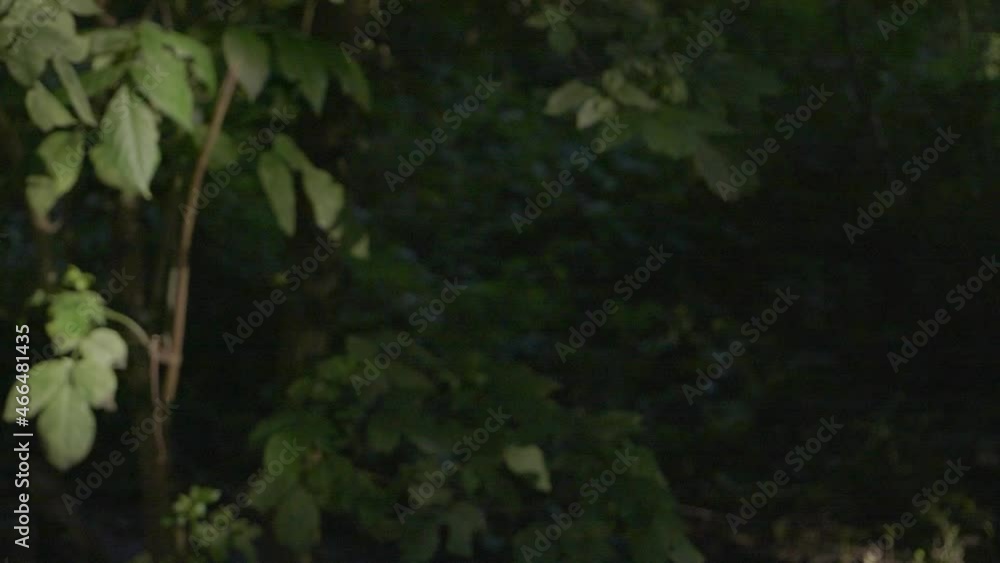 Prisoner Running Away Slow Motion Through Forest Prisoner Running Away Slow Motion Through Forest