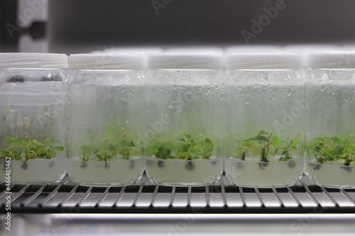 Shot of seedlings on a freezer in a laboratory