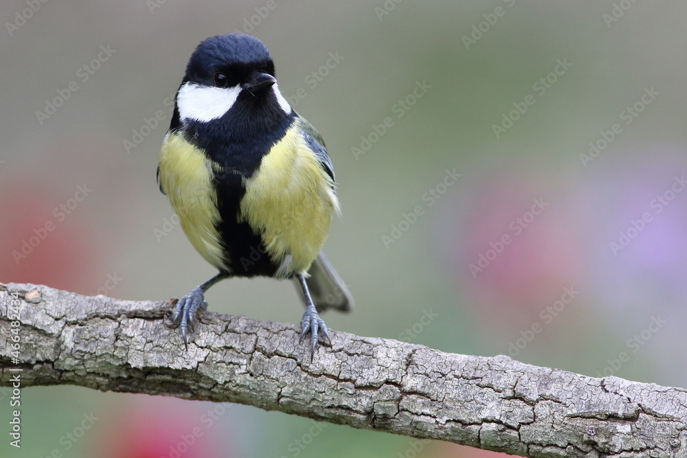Parus major (Eurasian Great Tit) bird Parus major (Eurasian Great Tit) bird