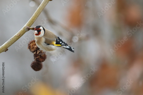 European Goldfinch (Carduelis carduelis) eating tree seeds photo