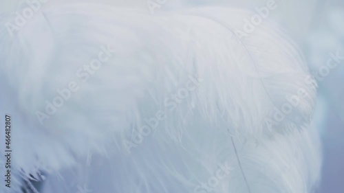 The white feather in the vase sways in the wind. Element of decor. Light air feather made of soft soft down.