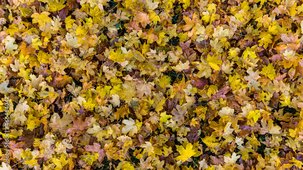 Ahornlaub im Herbst Ahornlaub im Herbst
