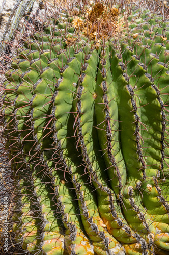 Barrel Cactus close up