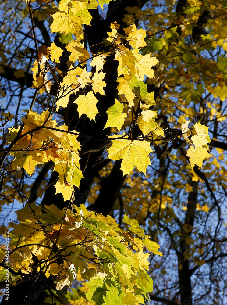 yellow ,orange or red leaf of maple tree at autumn