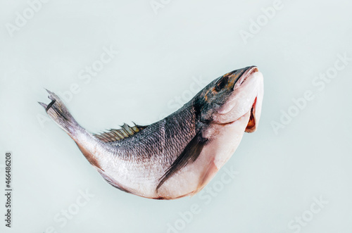 Bilde på lerret close-up of raw dorado fish on light blue background