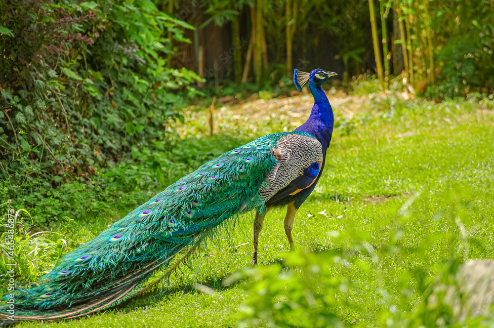 Naklejka premium Beautiful peacock with displayed colorful tail, summer time