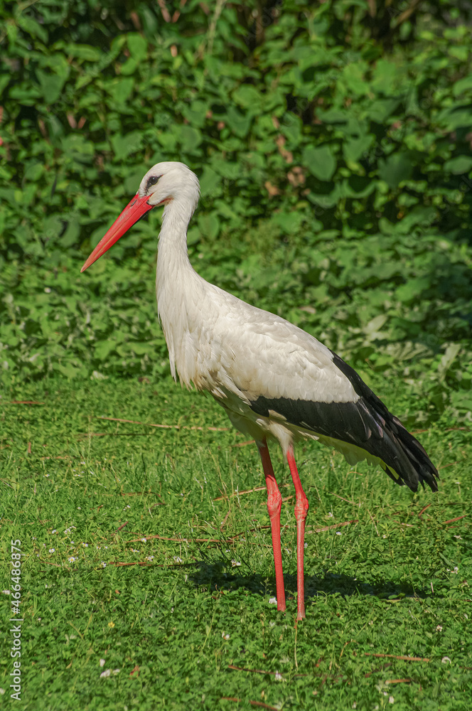 Beautiful common white stork with big red beak at a small lake in Germany at Summer time and sunny day, closeup, details. Beautiful common white stork with big red beak at a small lake in Germany at Summer time and sunny day, closeup, details.
